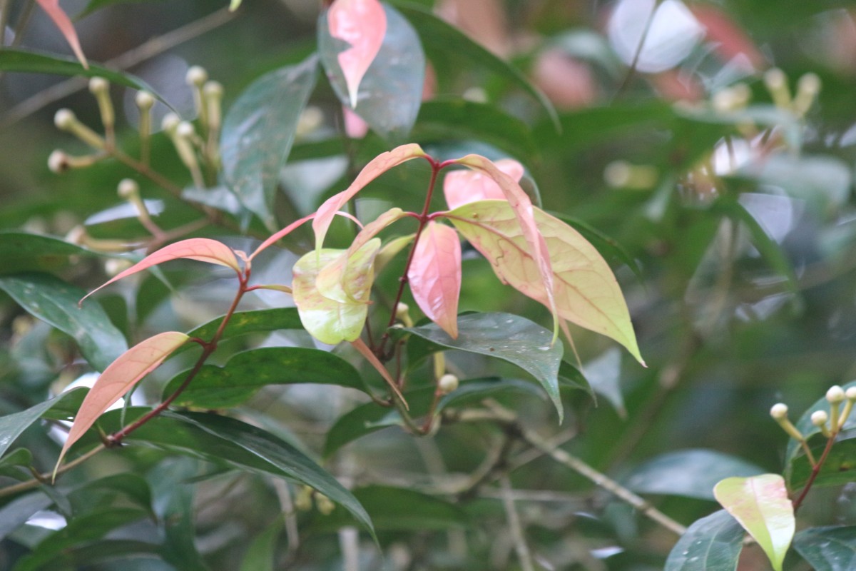 Syzygium cylindricum (Wight) Alston